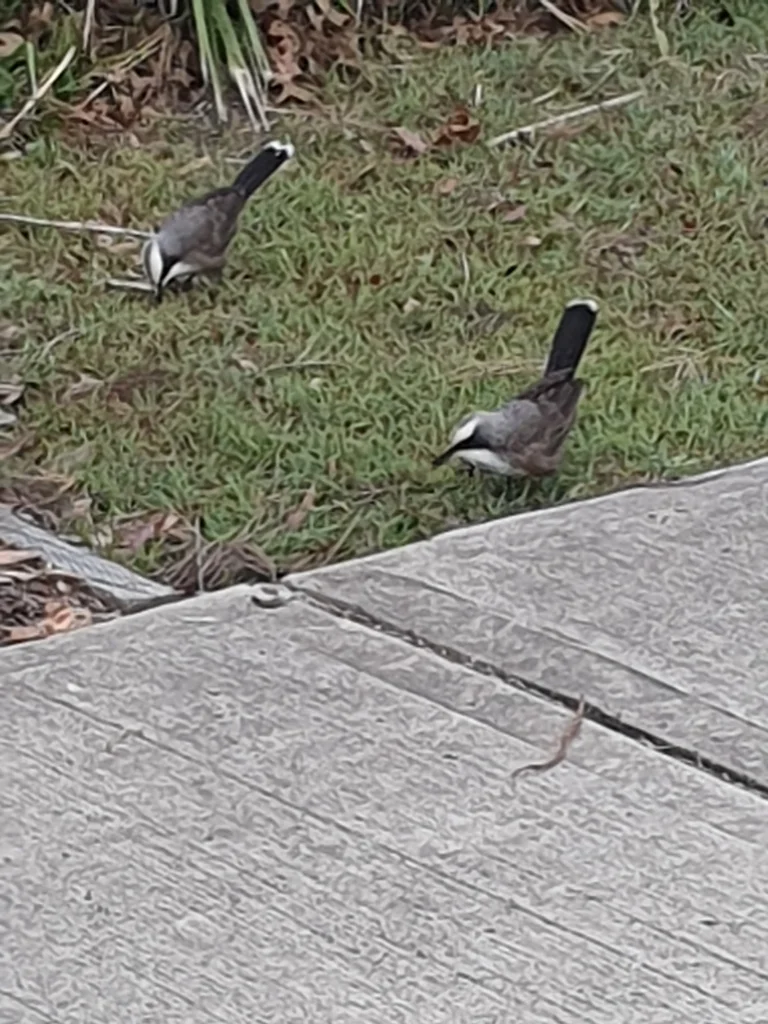 灰冠弯嘴鹛(Pomatostomus temporalis)