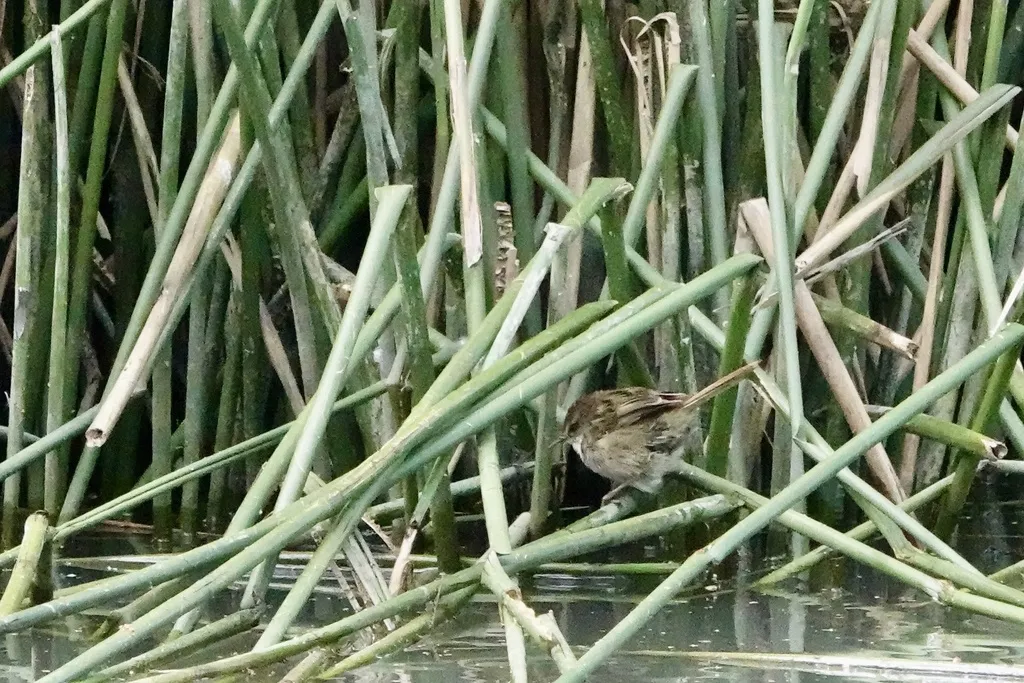 姬蝗莺(Poodytes gramineus)