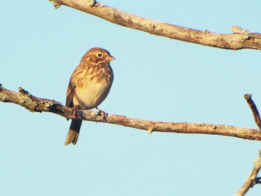 栗肩雀鹀(Pooecetes gramineus)