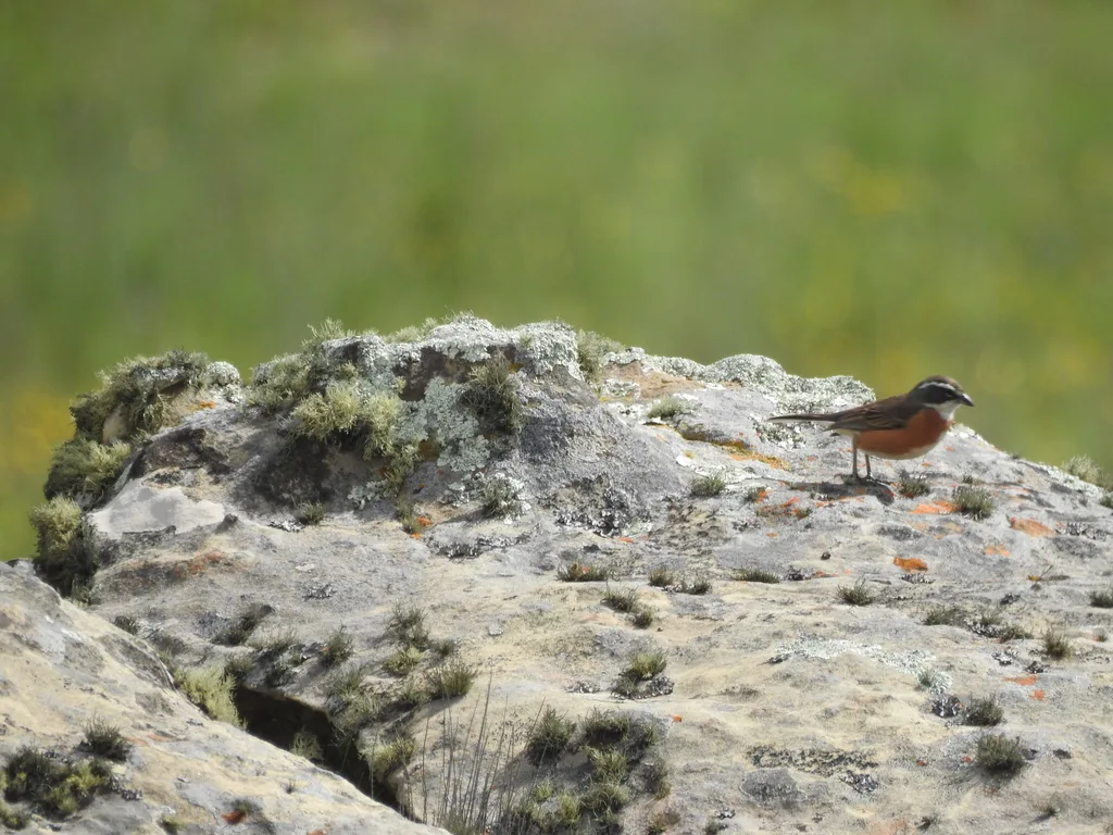 玻利维亚歌鹀(Poospiza boliviana)