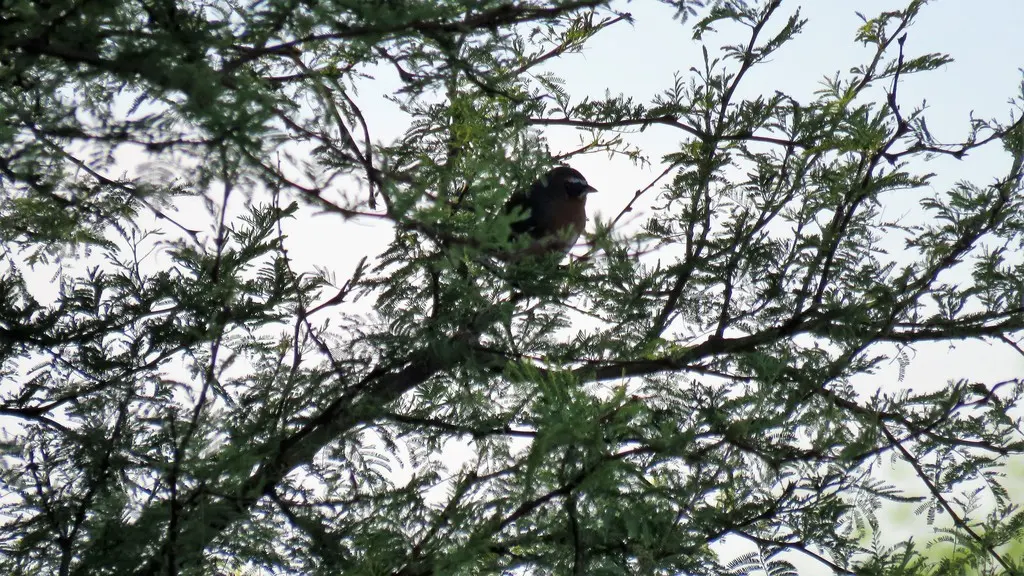 棕黑歌鹀(Poospiza nigrorufa)