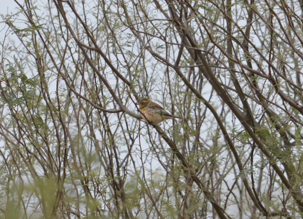 桂红歌鹀（Poospiza ornata）