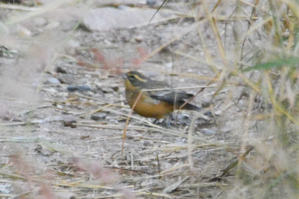 桂红歌鹀（Poospiza ornata）