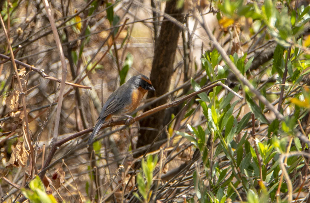 棕胸歌鹀(Poospiza rubecula)