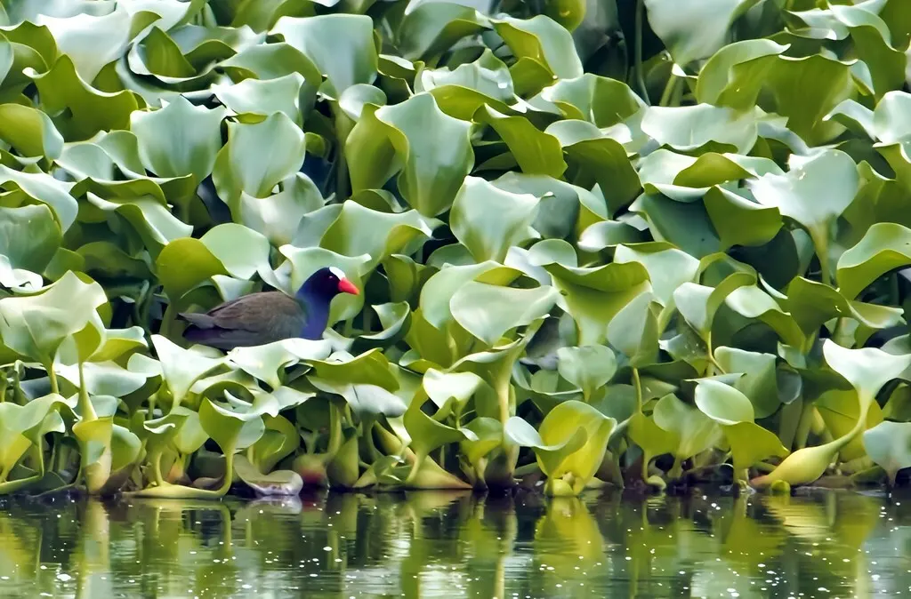 辉青水鸡(Porphyrio alleni)