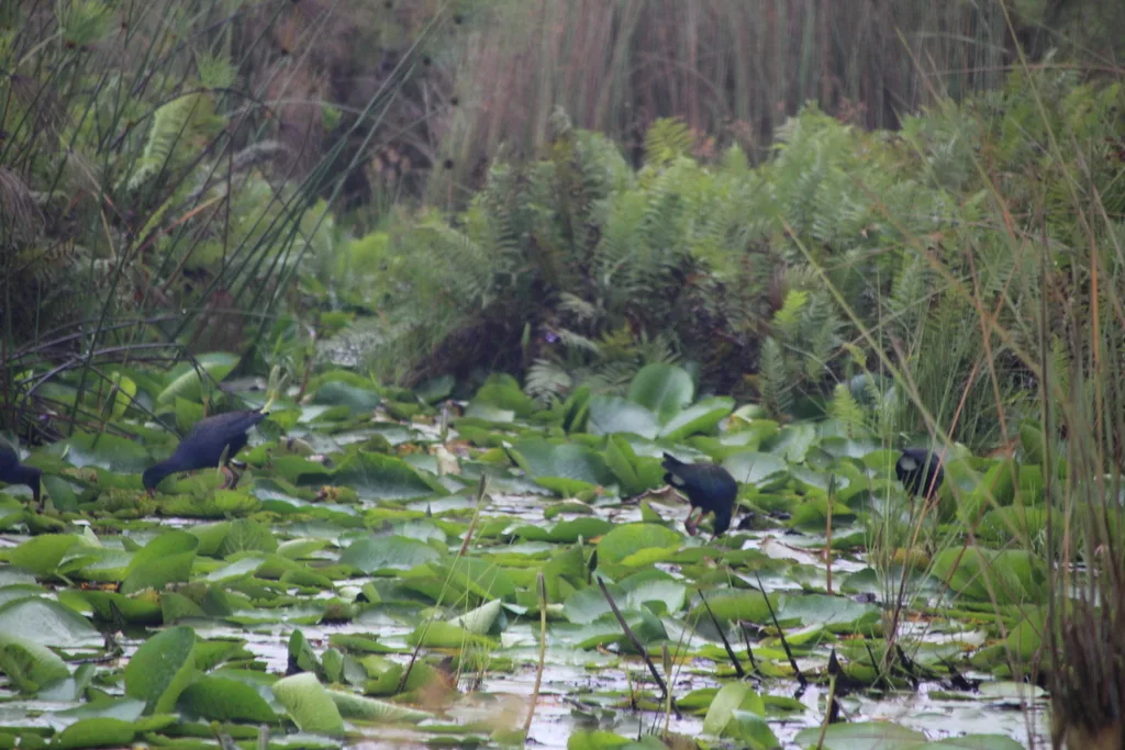 辉青水鸡(Porphyrio alleni)