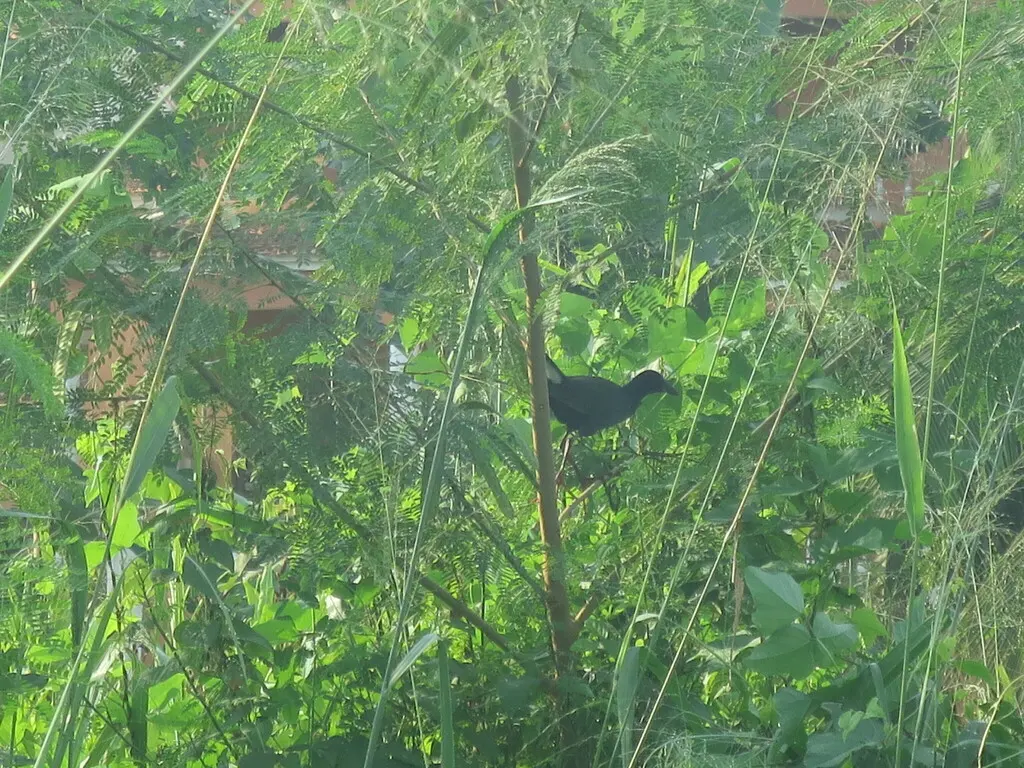 辉青水鸡(Porphyrio alleni)