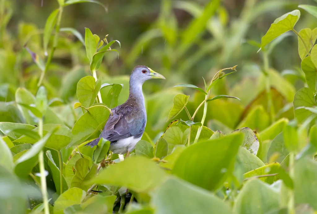 淡青水鸡(Porphyrio flavirostris)