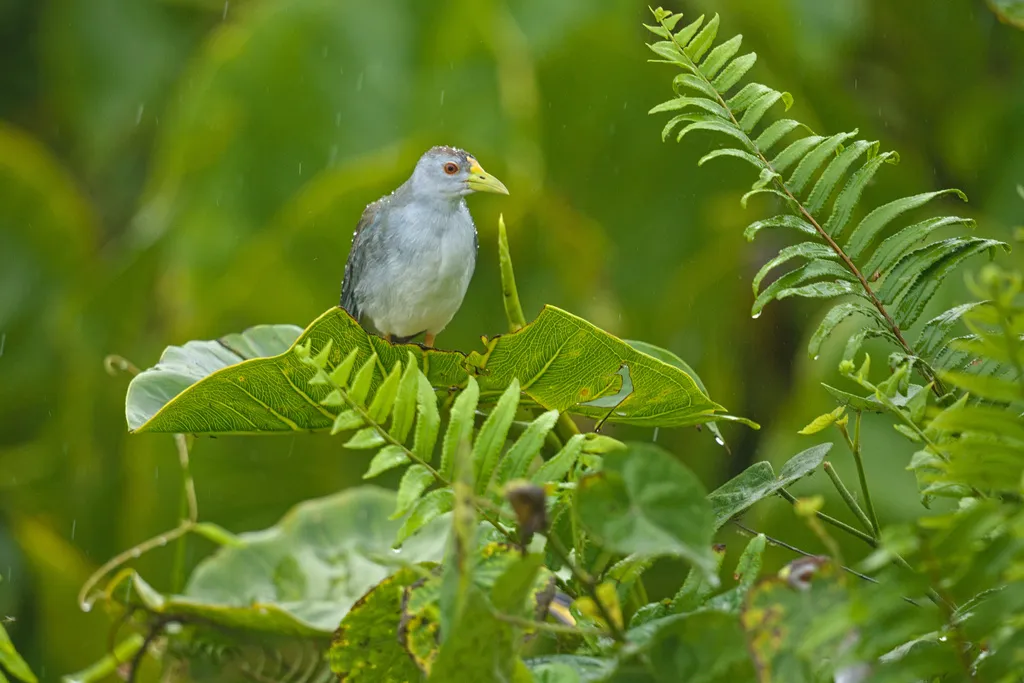 淡青水鸡(Porphyrio flavirostris)