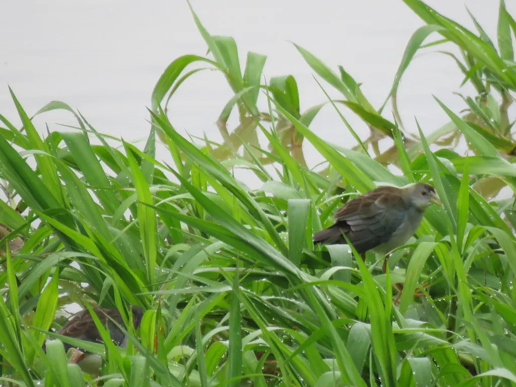 淡青水鸡(Porphyrio flavirostris)