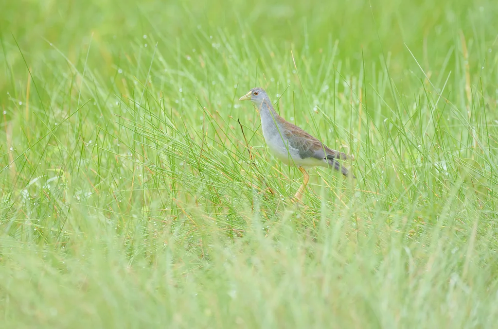 淡青水鸡(Porphyrio flavirostris)