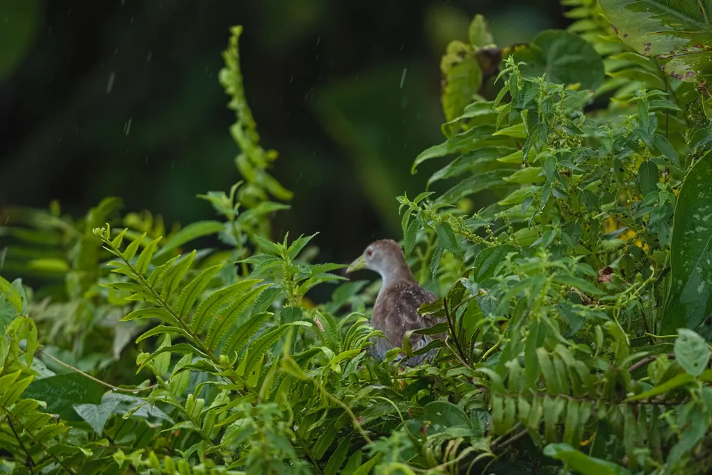淡青水鸡(Porphyrio flavirostris)
