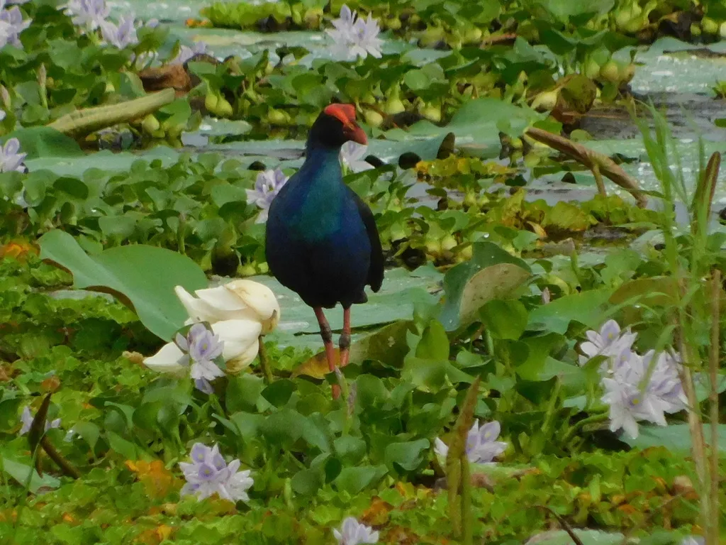 黑背紫水鸡(Porphyrio indicus)