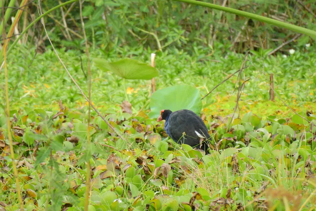 黑背紫水鸡(Porphyrio indicus)