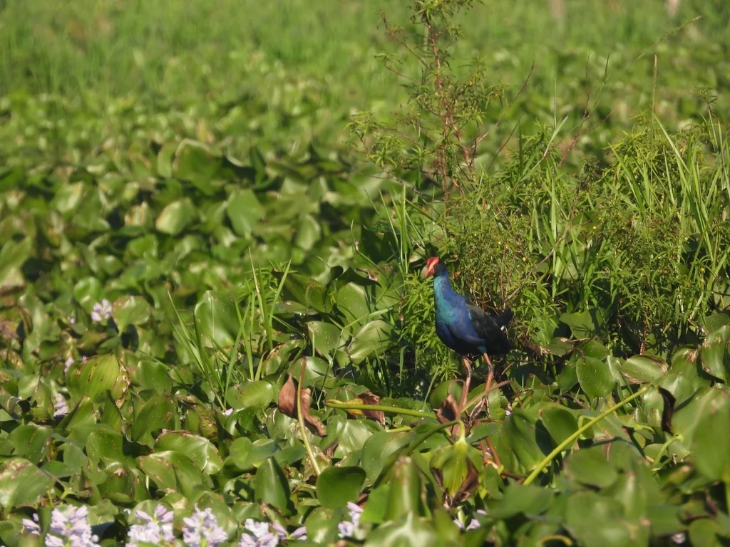 黑背紫水鸡(Porphyrio indicus)