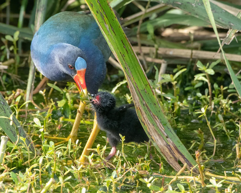 紫青水鸡（Porphyrio martinica）