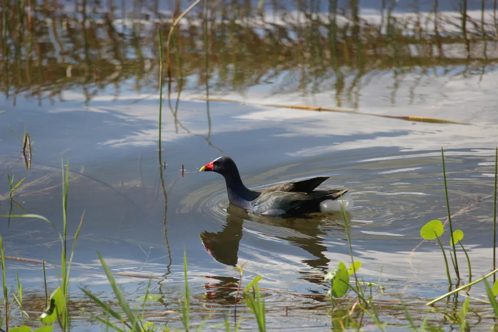 紫青水鸡（Porphyrio martinica）