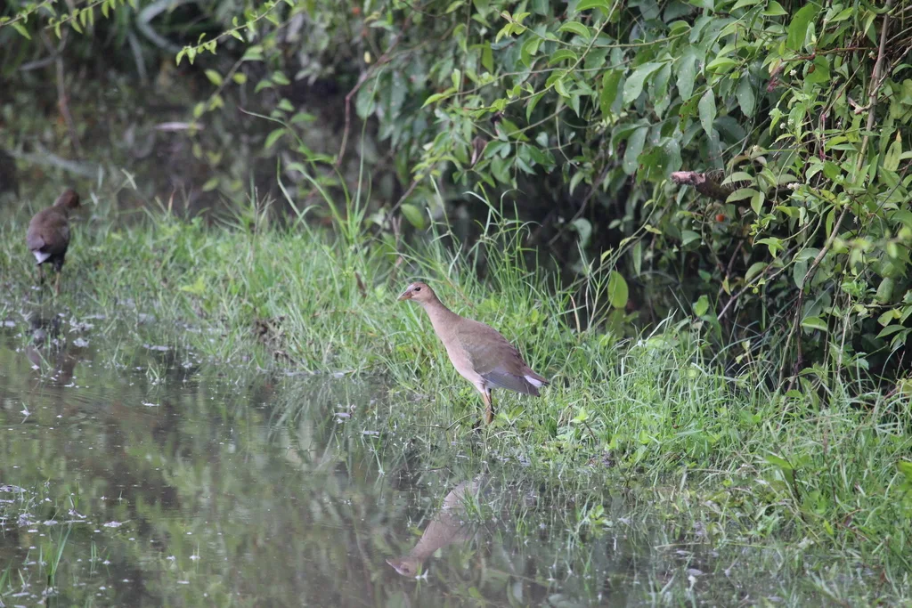 紫青水鸡（Porphyrio martinica）