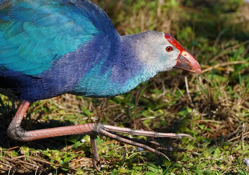 紫水鸡(Porphyrio poliocephalus)