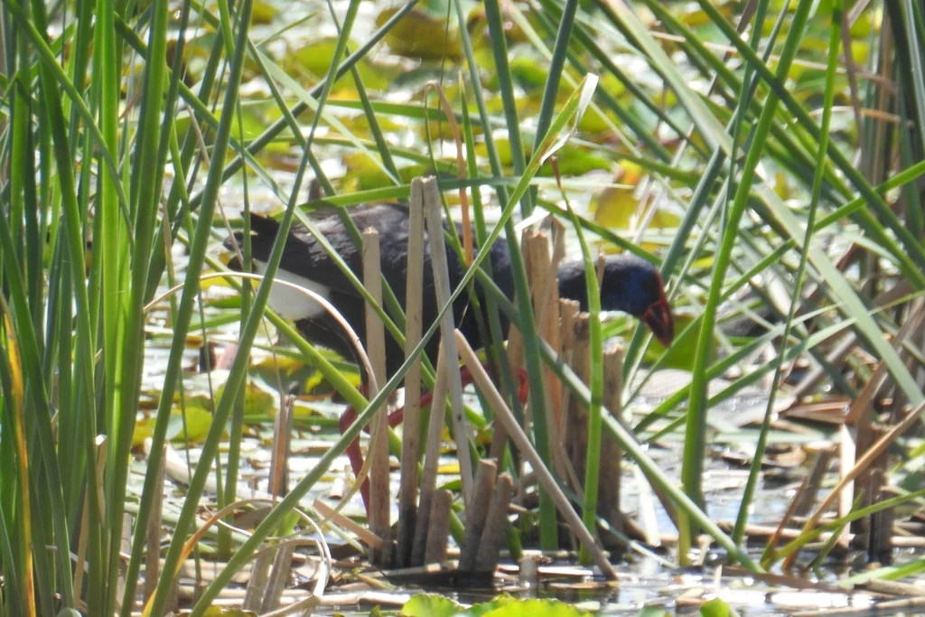 西紫水鸡（Porphyrio porphyrio）