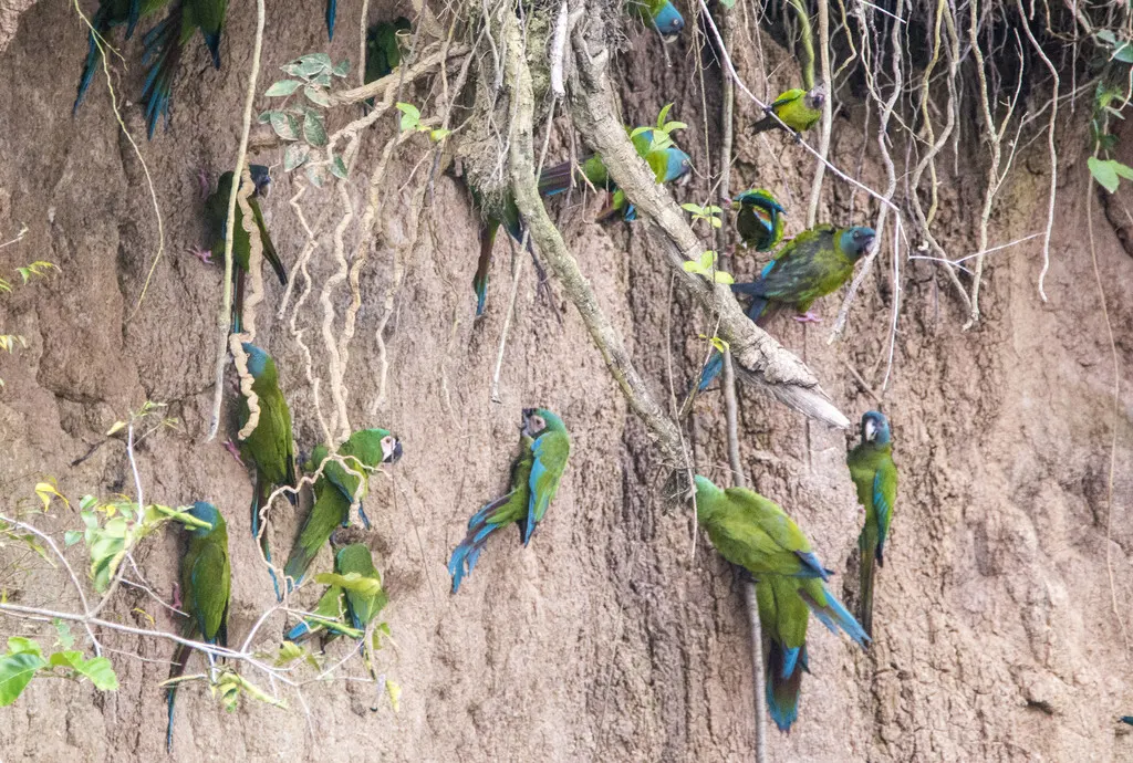 蓝头金刚鹦鹉(Primolius couloni)