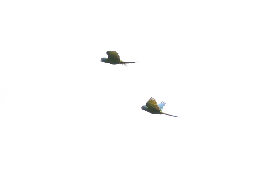 蓝头金刚鹦鹉(Primolius couloni)