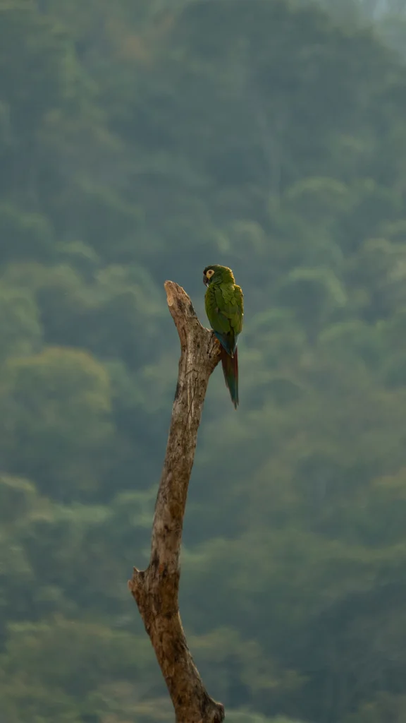 蓝翅金刚鹦鹉（Primolius maracana）