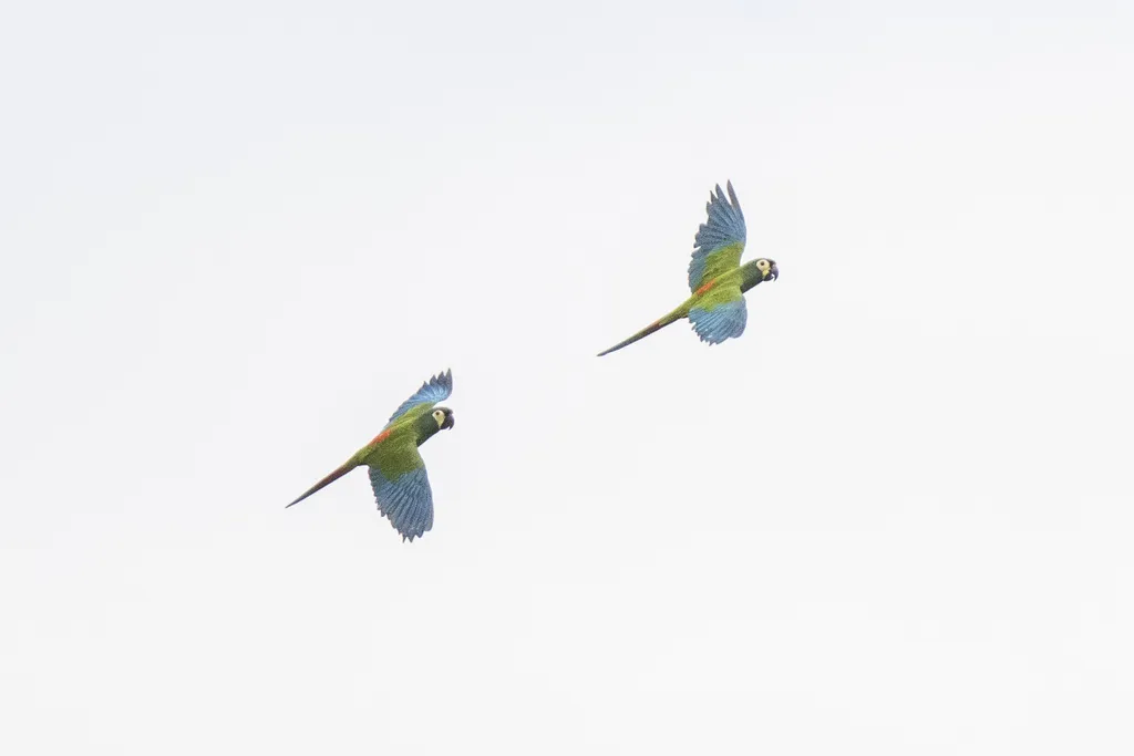 蓝翅金刚鹦鹉（Primolius maracana）