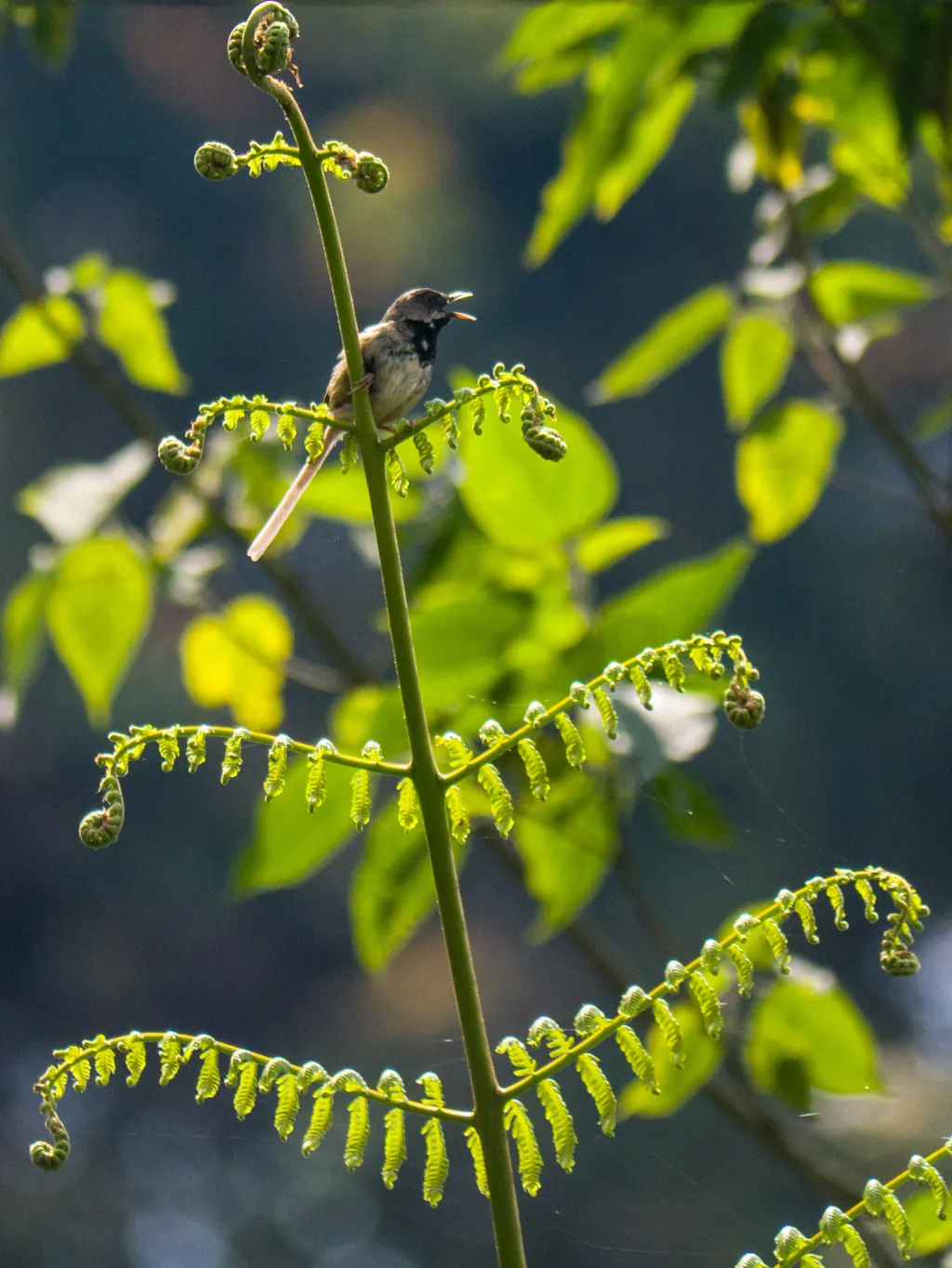 黑胸山鹪莺(Prinia atrogularis)