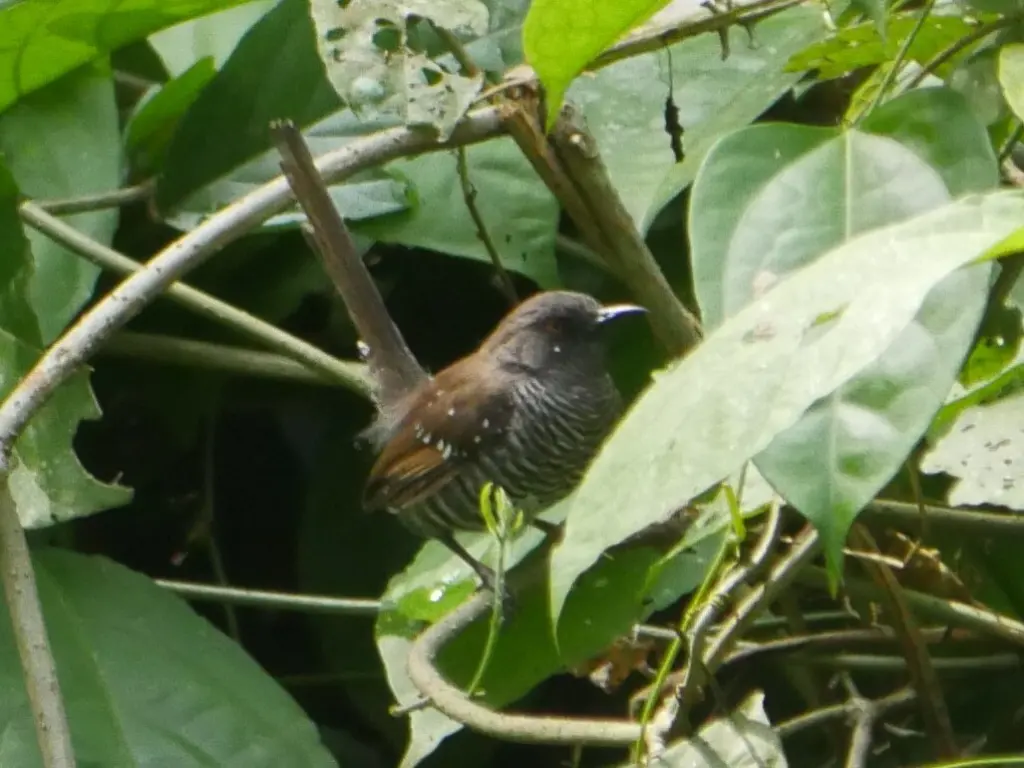横斑山鹪莺(Prinia bairdii)