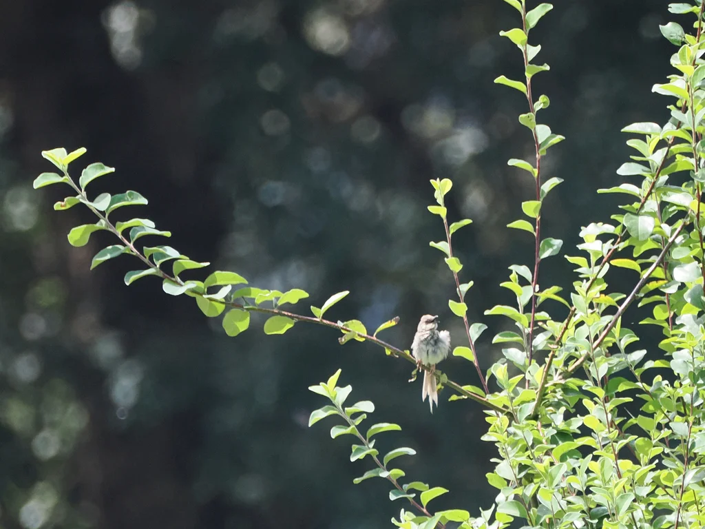 喜山山鹪莺(Prinia crinigera)