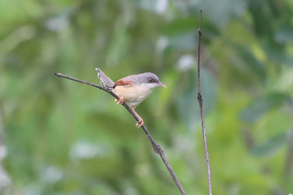 红翅山鹪莺(Prinia erythroptera)