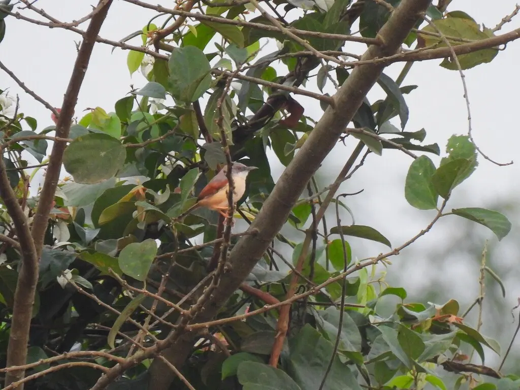 红翅山鹪莺(Prinia erythroptera)