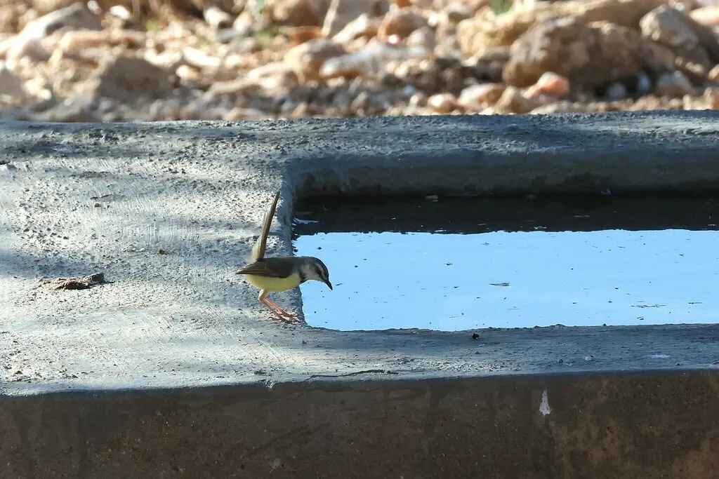 黑胸鹪莺(Prinia flavicans)