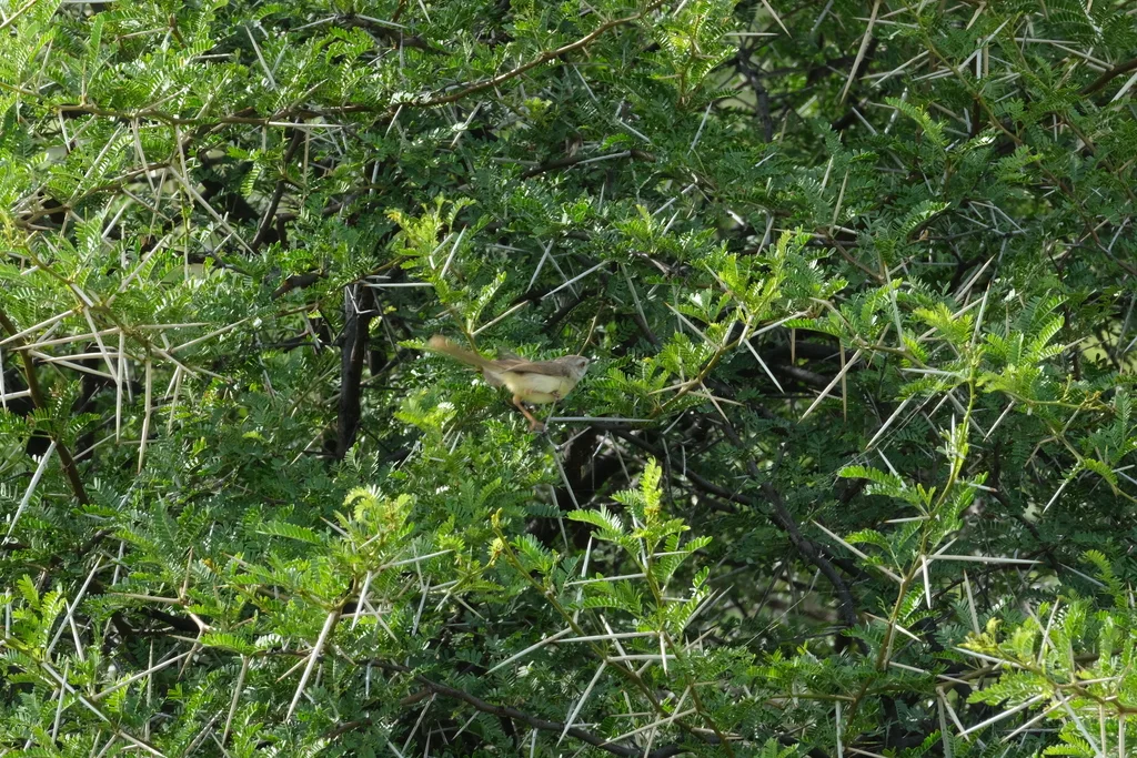 黑胸鹪莺(Prinia flavicans)