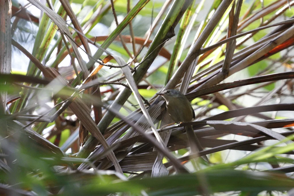 黄腹山鹪莺(Prinia flaviventris)