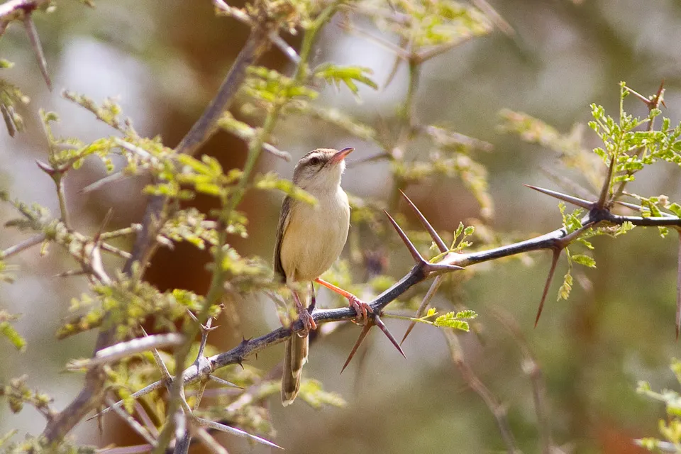 河山鹪莺(Prinia fluviatilis)