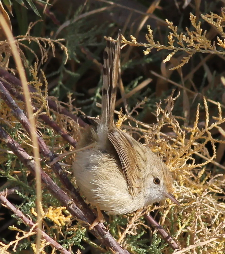 优雅山鹪莺(Prinia gracilis)
