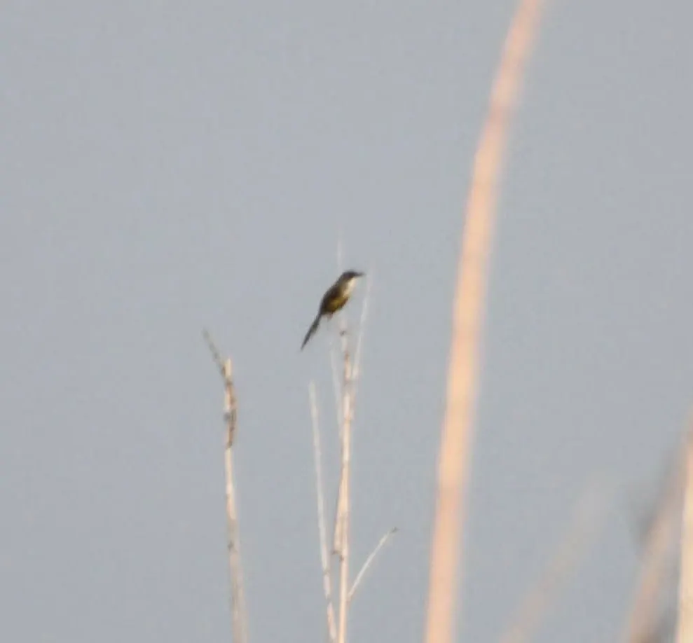 灰胸山鹪莺(Prinia hodgsonii)