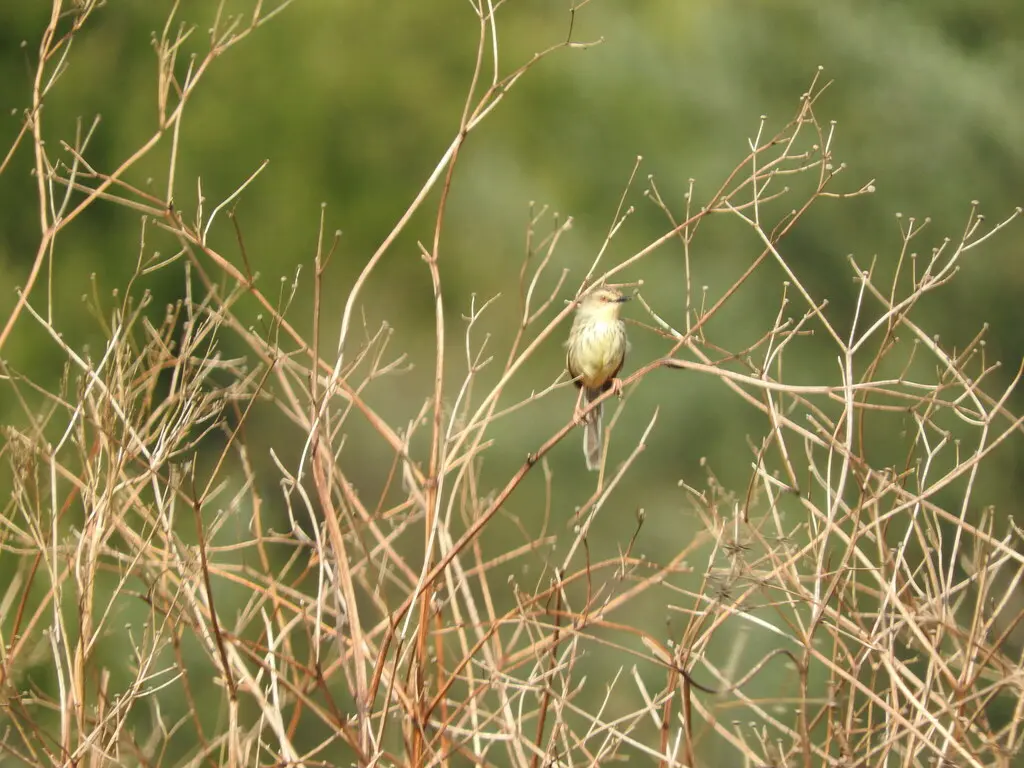 德拉山鹪莺(Prinia hypoxantha)