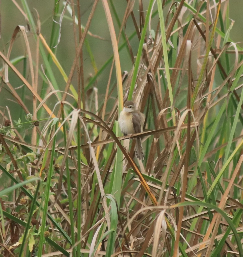 纯色山鹪莺(Prinia inornata)