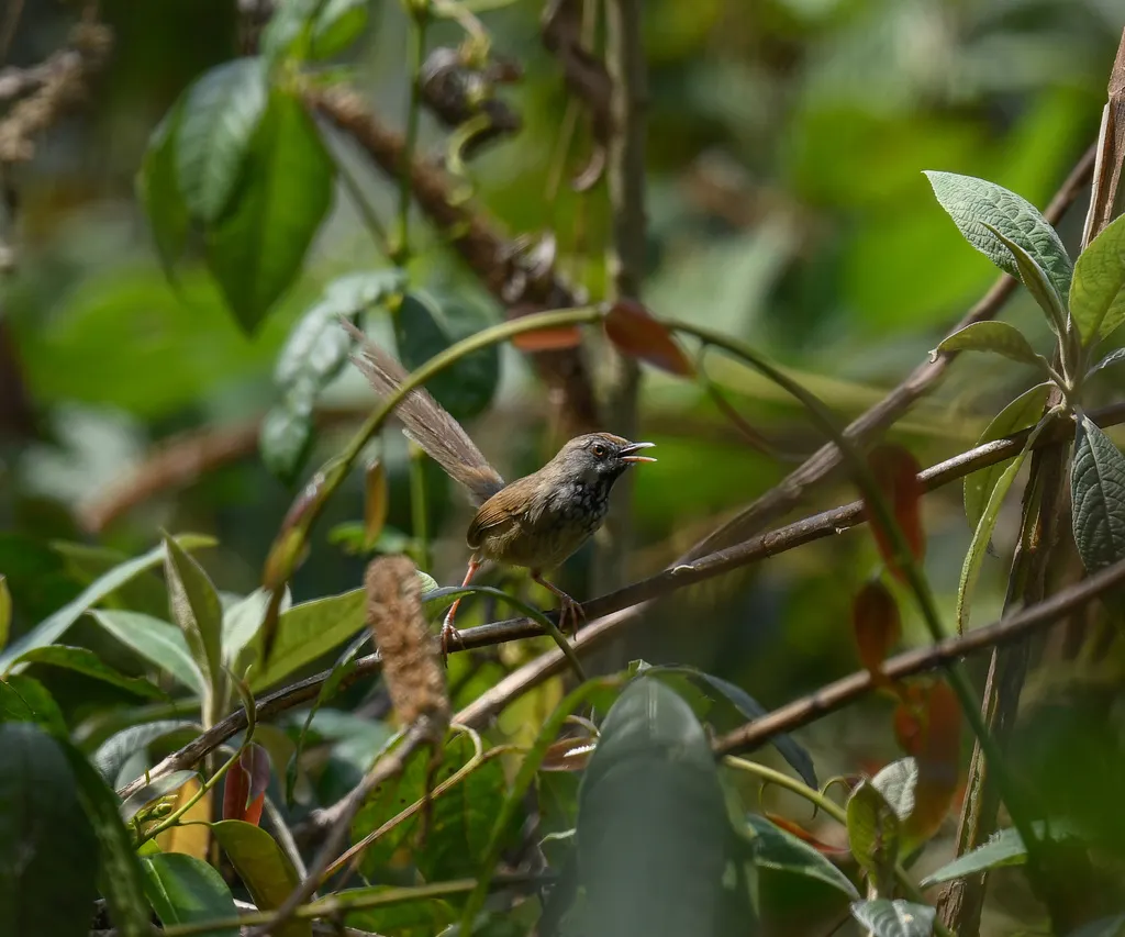 褐冠山鹪莺(Prinia khasiana)