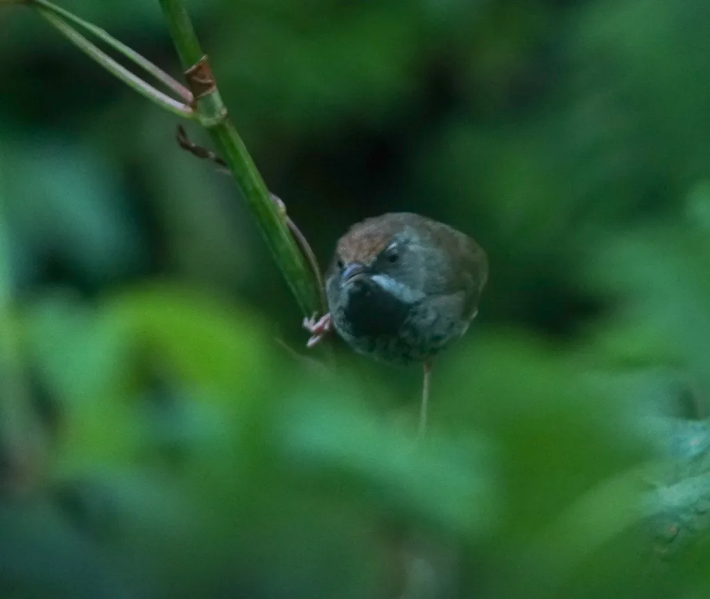 褐冠山鹪莺(Prinia khasiana)