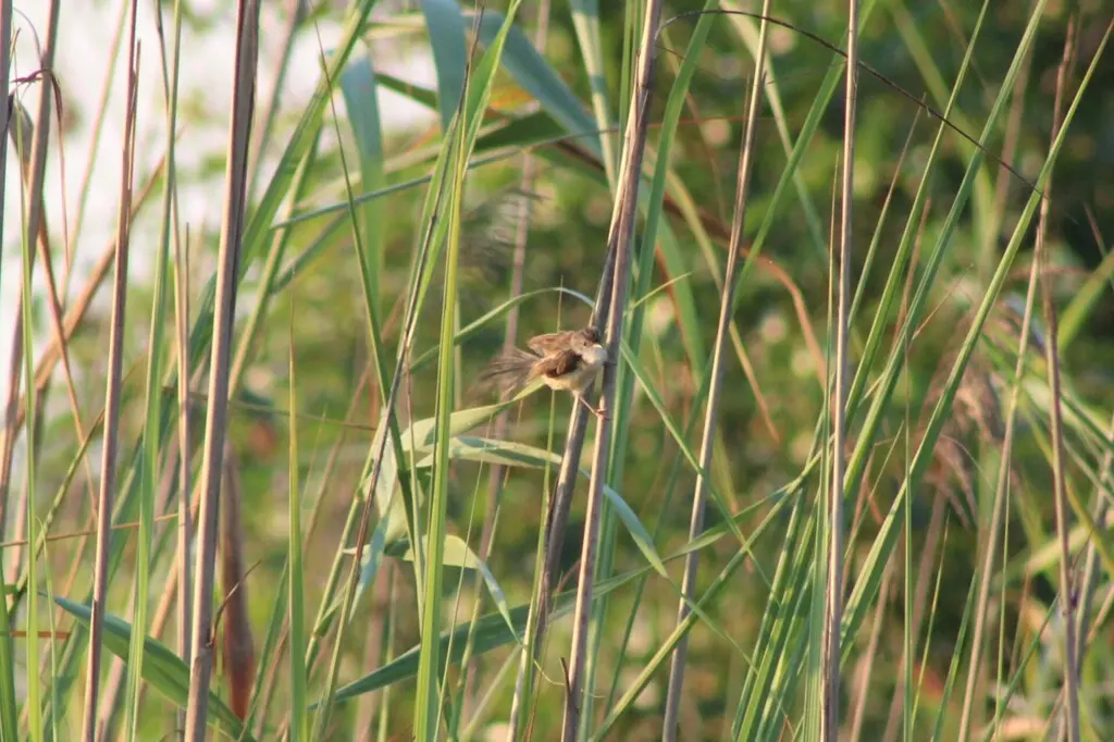 娇美山鹪莺(Prinia lepida)