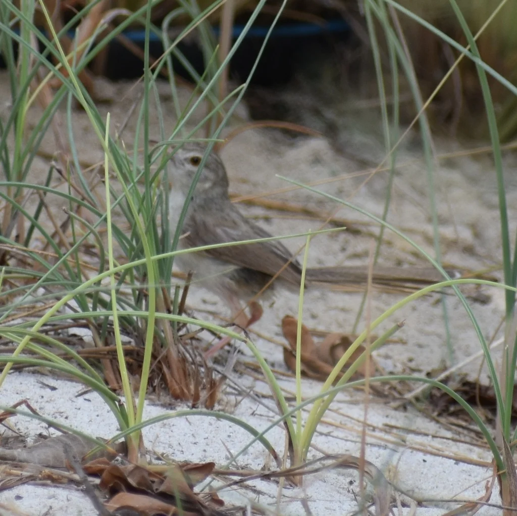 娇美山鹪莺(Prinia lepida)