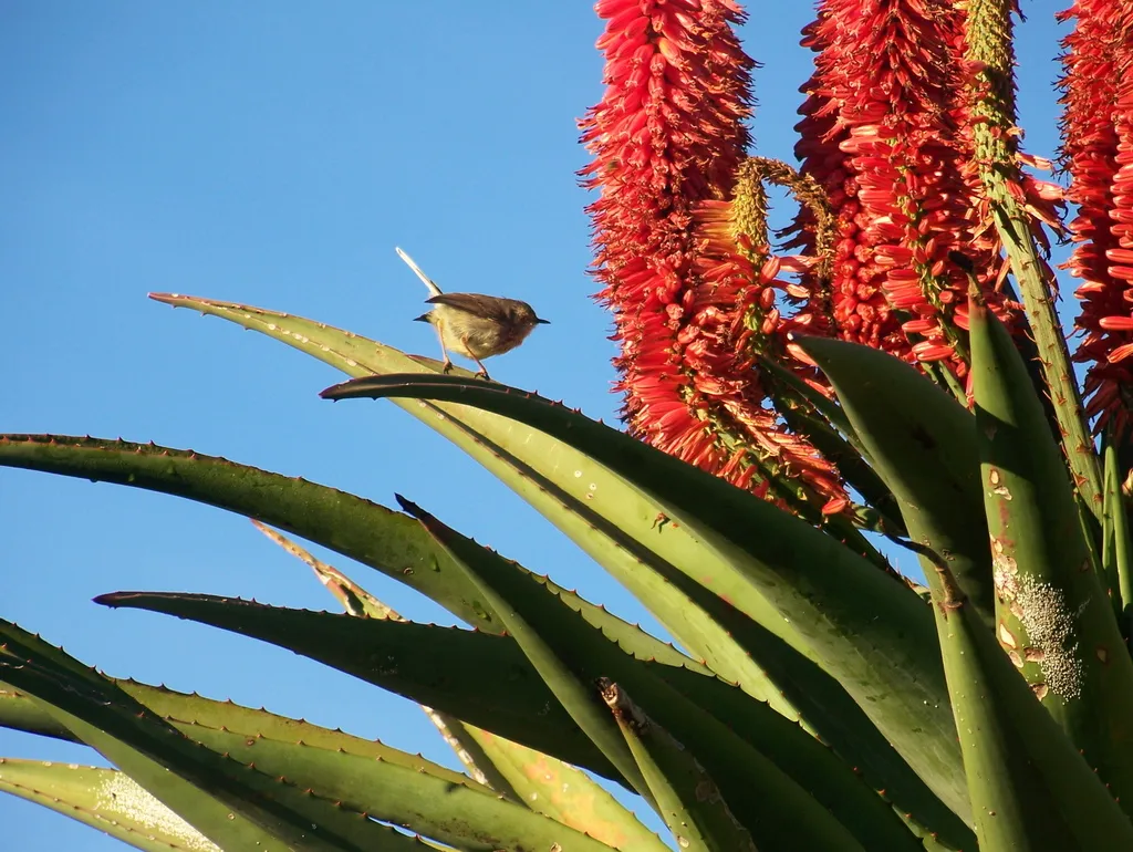 斑山鹪莺(Prinia maculosa)