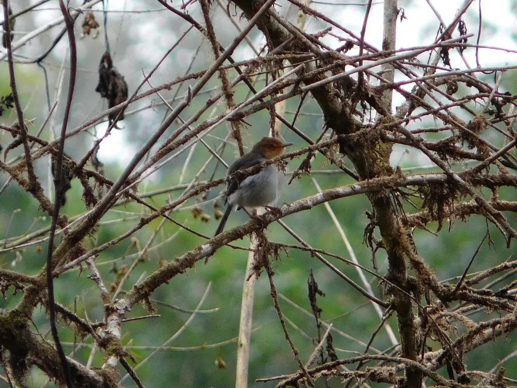 圣多美山鹪莺(Prinia molleri)