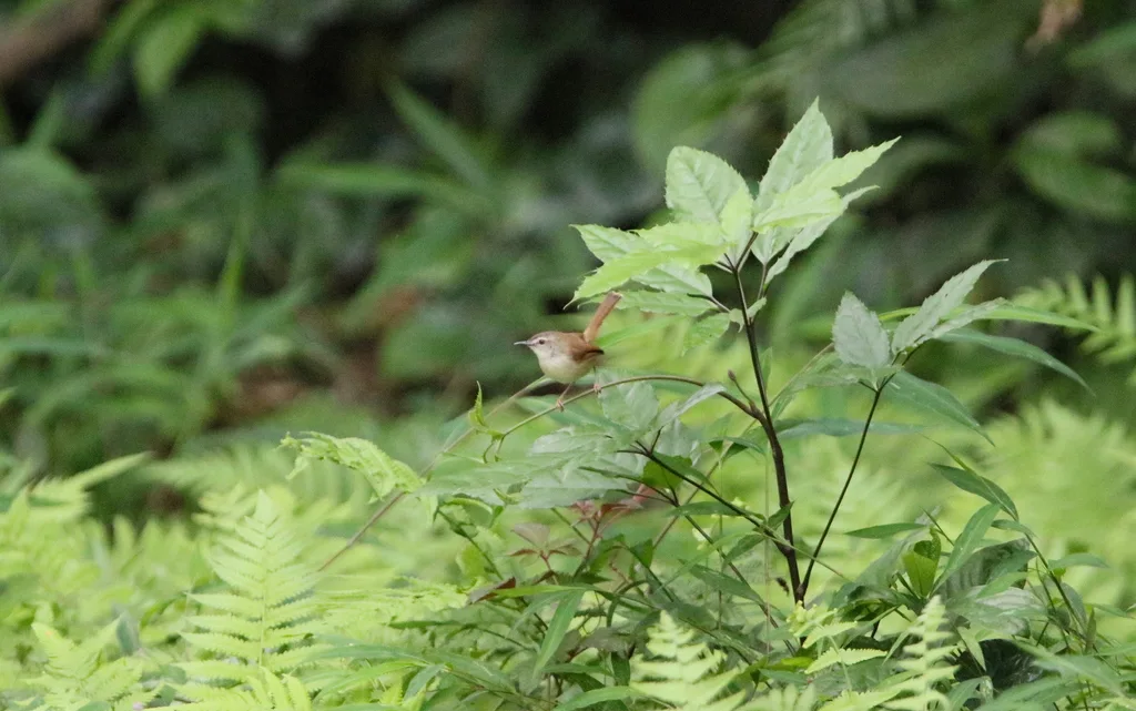 暗冕山鹪莺(Prinia rufescens)