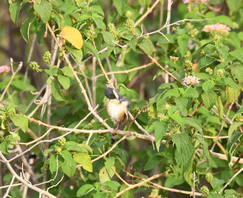灰山鹪莺(Prinia socialis)