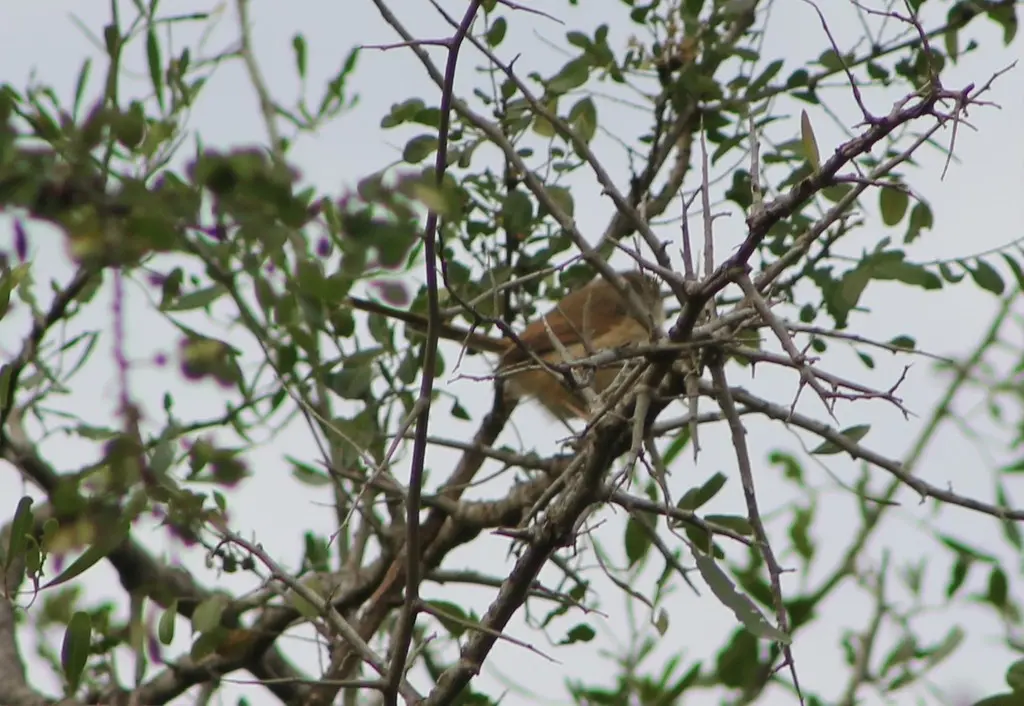 褐胁鹪莺(Prinia subflava)